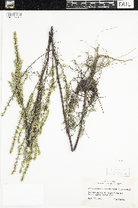 Artemisia campestris image
