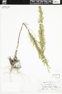 Artemisia campestris image