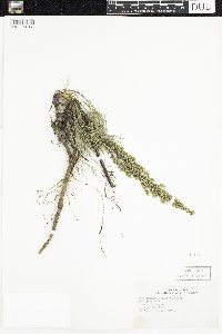 Artemisia campestris image