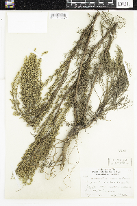 Artemisia campestris image