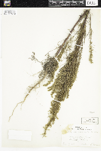 Artemisia campestris image