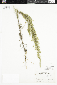 Artemisia campestris image