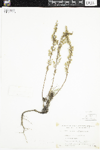 Artemisia campestris image