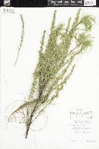 Artemisia campestris image