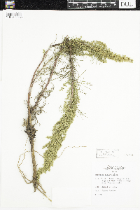 Artemisia campestris image