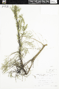 Artemisia campestris image