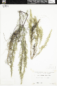 Artemisia campestris image