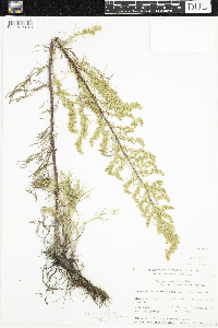 Media resource of Artemisia borealis