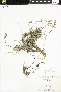 Artemisia borealis image