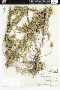 Artemisia biennis image