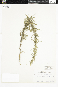 Artemisia biennis image
