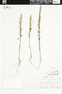 Artemisia biennis image