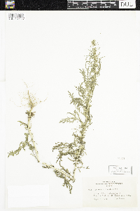 Artemisia biennis image