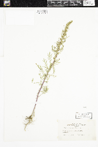 Artemisia biennis image
