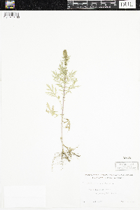 Artemisia biennis image