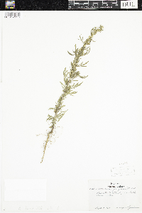 Artemisia biennis image