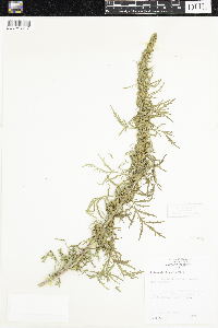 Artemisia biennis image