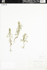 Artemisia biennis image