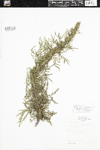 Artemisia biennis image