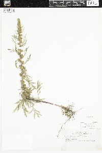 Artemisia biennis image
