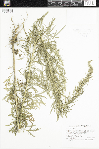 Artemisia biennis image