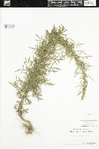 Artemisia biennis image