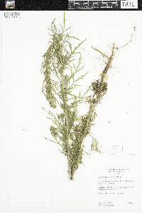 Artemisia biennis image