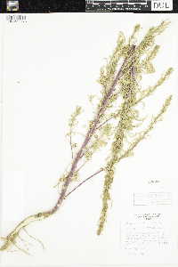 Artemisia biennis image