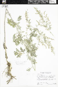 Artemisia absinthium image
