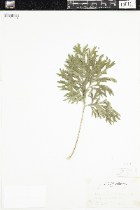 Artemisia absinthium image
