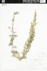 Artemisia absinthium image