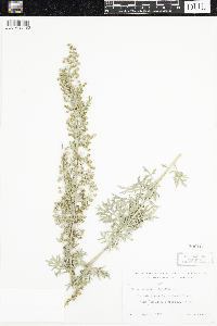 Artemisia absinthium image