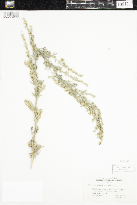 Artemisia absinthium image