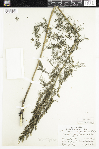 Media resource of Artemisia abrotanum