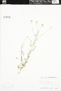 Anthemis cotula image