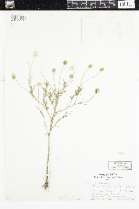 Anthemis cotula image