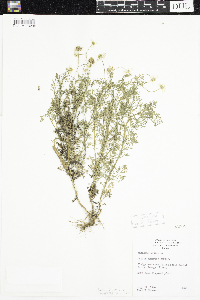 Anthemis cotula image