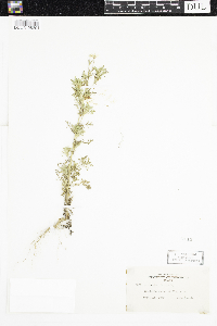 Anthemis cotula image