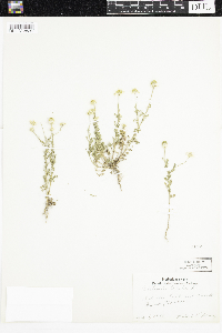 Anthemis cotula image