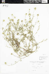 Anthemis cotula image