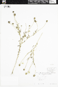 Anthemis cotula image