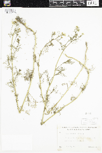 Anthemis cotula image