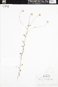 Anthemis cotula image