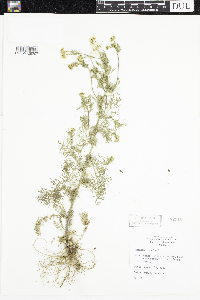 Anthemis cotula image