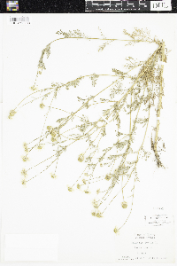 Anthemis cotula image
