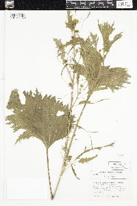 thumbnail image of current specimen