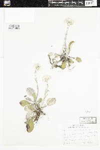 Antennaria parlinii subsp. fallax image