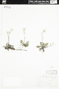 Antennaria parlinii subsp. fallax image