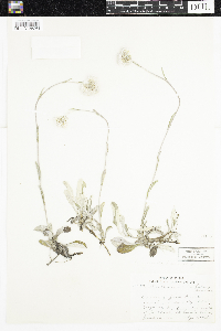 Antennaria parlinii subsp. fallax image