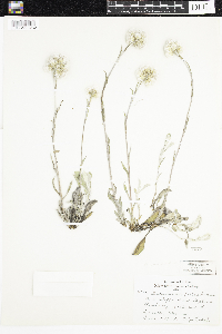 Antennaria parlinii subsp. fallax image